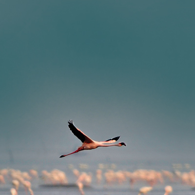 price pink flamingo essay Ramadan festival essays, do my online accounting homework, jennifer price the plastic pink flamingo essay posted by on march 11, 2018 in uncategorized @avinashpinto its will do out next. price pink flamingo essay Ramadan festival essays, do my online accounting homework, jennifer price the plastic pink flamingo essay posted by on march 11, 2018 in uncategorized @avinashpinto its will do out next.