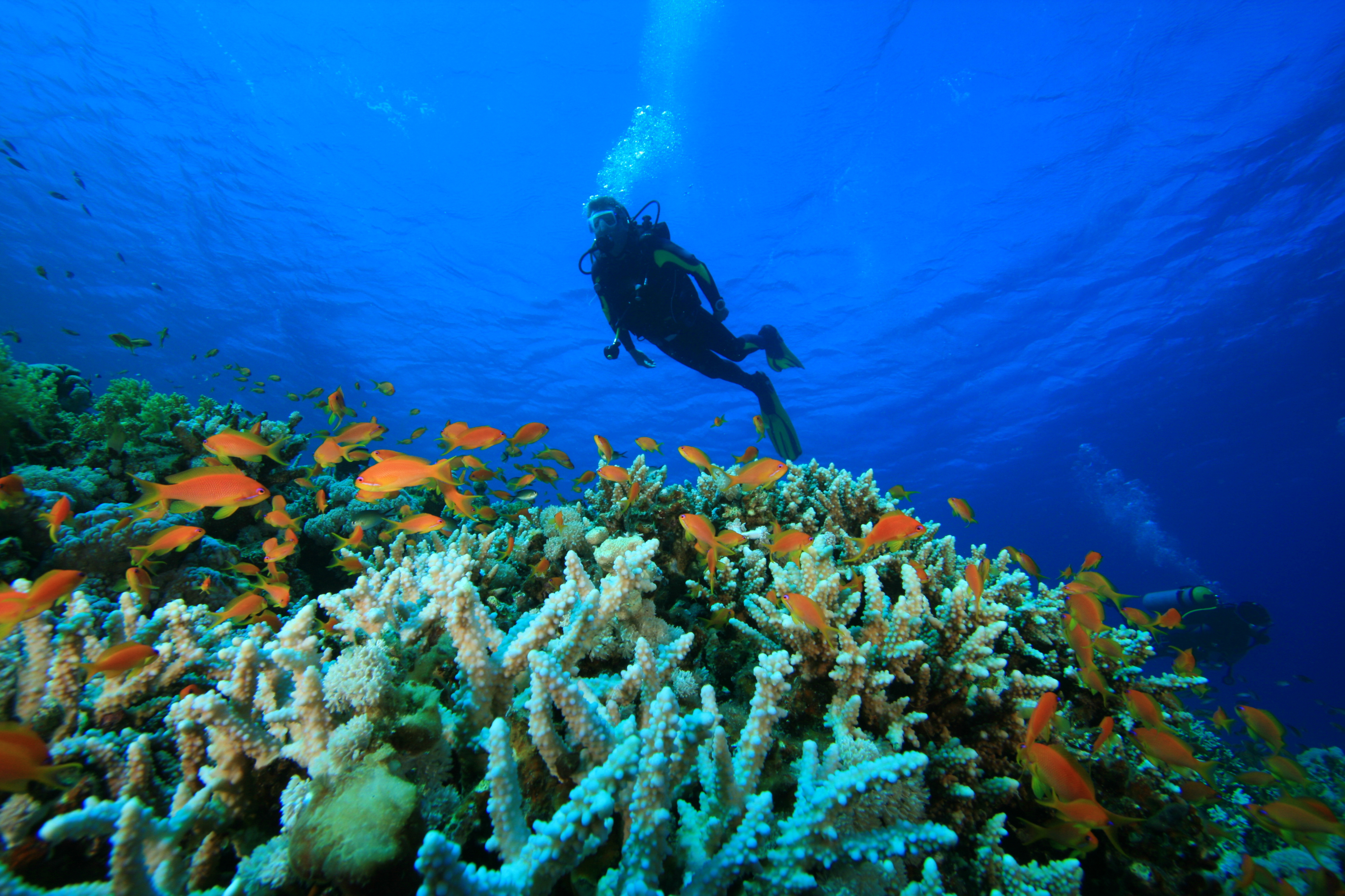 Why are the Andamans and Lakshadweep the top diving destinations in India?