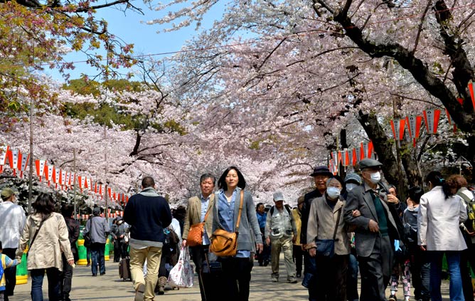 People walk under cherry blossom trees in full bloom at a park in Tokyo People walk under cherry blossom trees in full bloom at a park in Tokyo