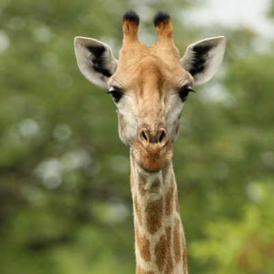 Oklahoma zoo giraffe faces historic, risky surgery as last ... - 400 x 400 jpeg 94kB