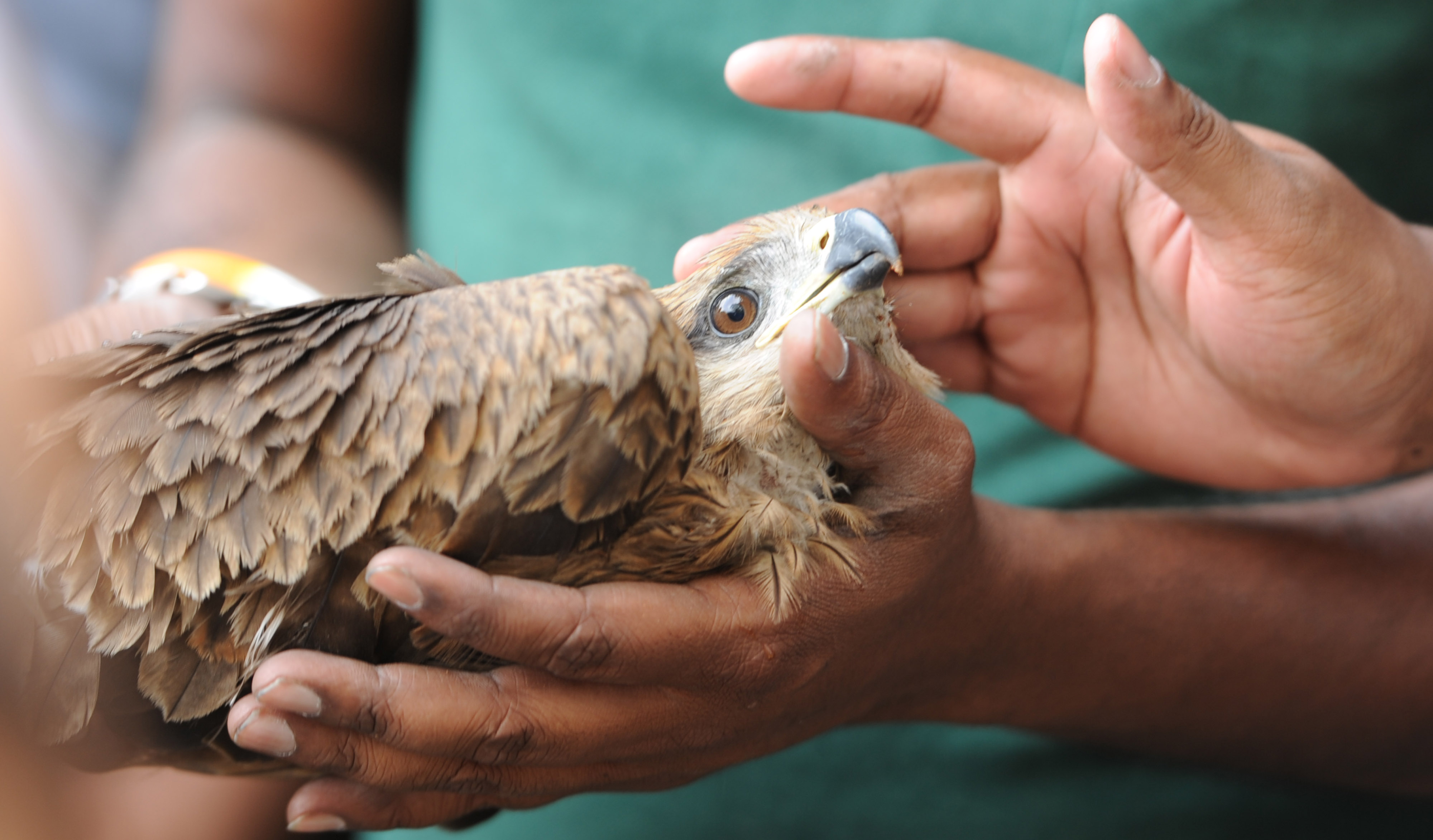 emergency animal rescue birds