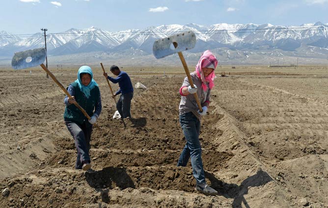 Uighur farmers hoe their farmlands to prepare for growing potatoes in Barkol Kazahk Autonomous county, Xinjiang Uighur Autonomous Region May 4, 2014. Picture taken May 4, 2014. REUTERS/China Daily Uighur farmers hoe their farmlands to prepare for growing potatoes in Barkol Kazahk Autonomous county, Xinjiang Uighur Autonomous Region May 4, 2014. Picture taken May 4, 2014. REUTERS/China Daily