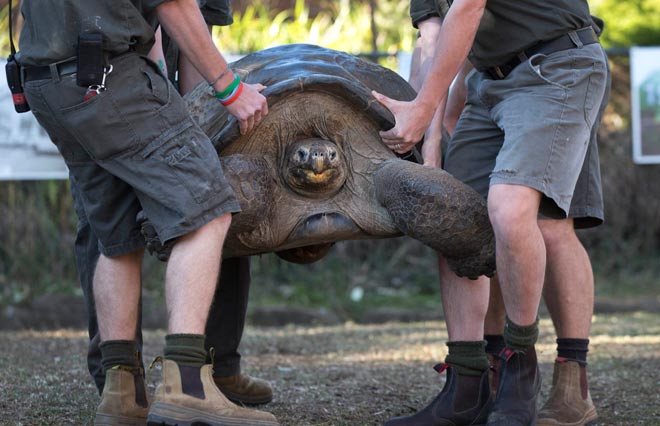 Hugo, a 63-year-old Galapagos Tortoise, is lifted by keepers before his annual weighing at the Australian Reptile Park in Somersby near Sydney, July 1, 2014. Once a year Hugo's massive 166 kilogram (366 lbs) body is carried by four men and a forklift to an industrial scale to assess his health and he weighs one kilogram more than last year. The life expectancy of a Galapagos Tortoise is up to 180 years. REUTERS/Jason Reed Hugo, a 63-year-old Galapagos Tortoise, is lifted by keepers before his annual weighing at the Australian Reptile Park in Somersby near Sydney, July 1, 2014. Once a year Hugo's massive 166 kilogram (366 lbs) body is carried by four men and a forklift to an industrial scale to assess his health and he weighs one kilogram more than last year. The life expectancy of a Galapagos Tortoise is up to 180 years. REUTERS/Jason Reed