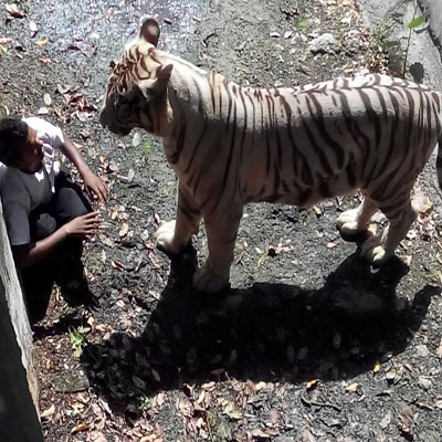 Officials review Delhi zoo facilities after tiger mauls youth - 400 x 400 jpeg 63kB