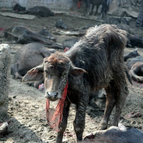 Ahead of Nepals Gadhimai festival, Indias Supreme Court issues.