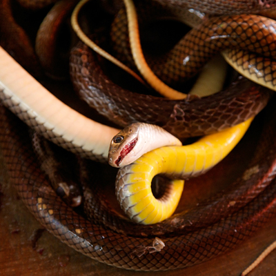 New technique may help develop universal snake bite anti-venom.