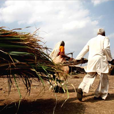 Sugar firms asked to pay up farmers dues in eight days, says.