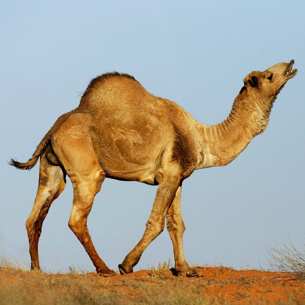 Man dies of camel bite in Bapunagar - 600 x 600 jpeg 97kB