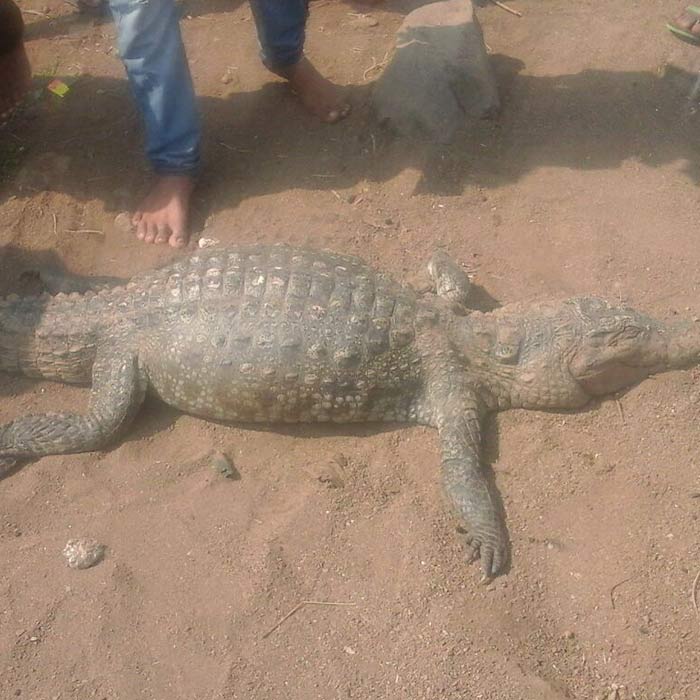 Crocodile 'killed' near Vihar Lake, animal lover tells SGNP - 700 x 700 jpeg 71kB