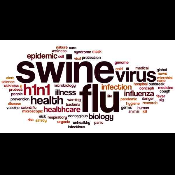 Swine Flu Essay