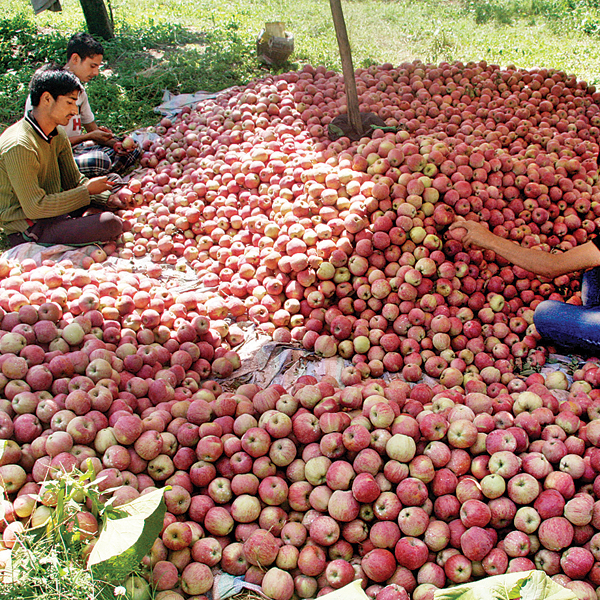 Sweet apples leaves a bitter taste for farmers in Kashmir - 600 x 600 jpeg 640kB