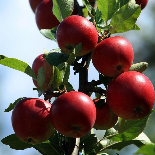 Kashmir's homoeo organic apples in a sweet spot - 499 x 499 jpeg 99kB