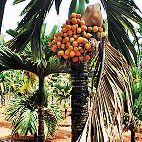 Government hikes minimum import price(MIP) on areca nuts ... - 500 x 500 jpeg 35kB