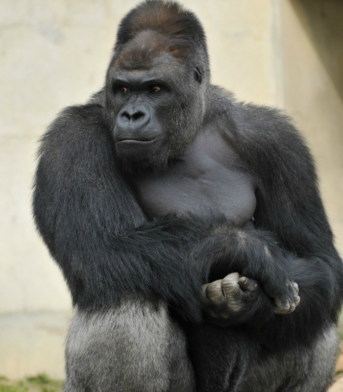 350127-gorilla-afp.jpg