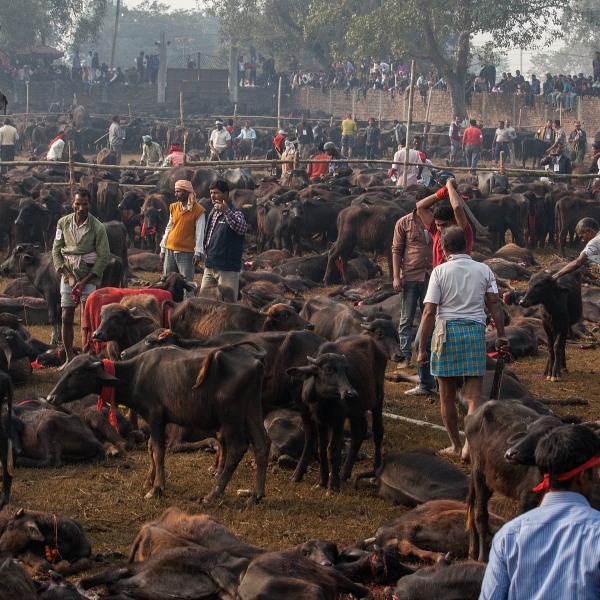 Nepal's Gadhimai festival bans animal sacrifice - 600 x 600 jpeg 393kB