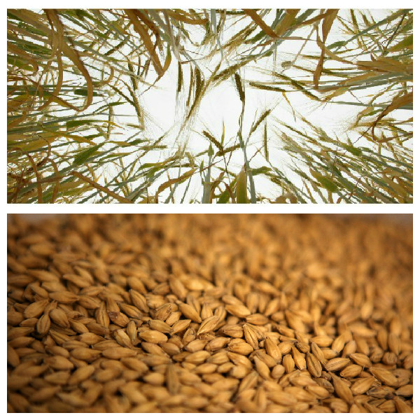 Home Dna Test >> Rabi foodgrain output may rise to 133 MT despite weak monsoon | Latest News & Updates at Daily ... Home Dna Test >> Rabi foodgrain output may rise to 133 MT despite weak monsoon | Latest News & Updates at Daily ...