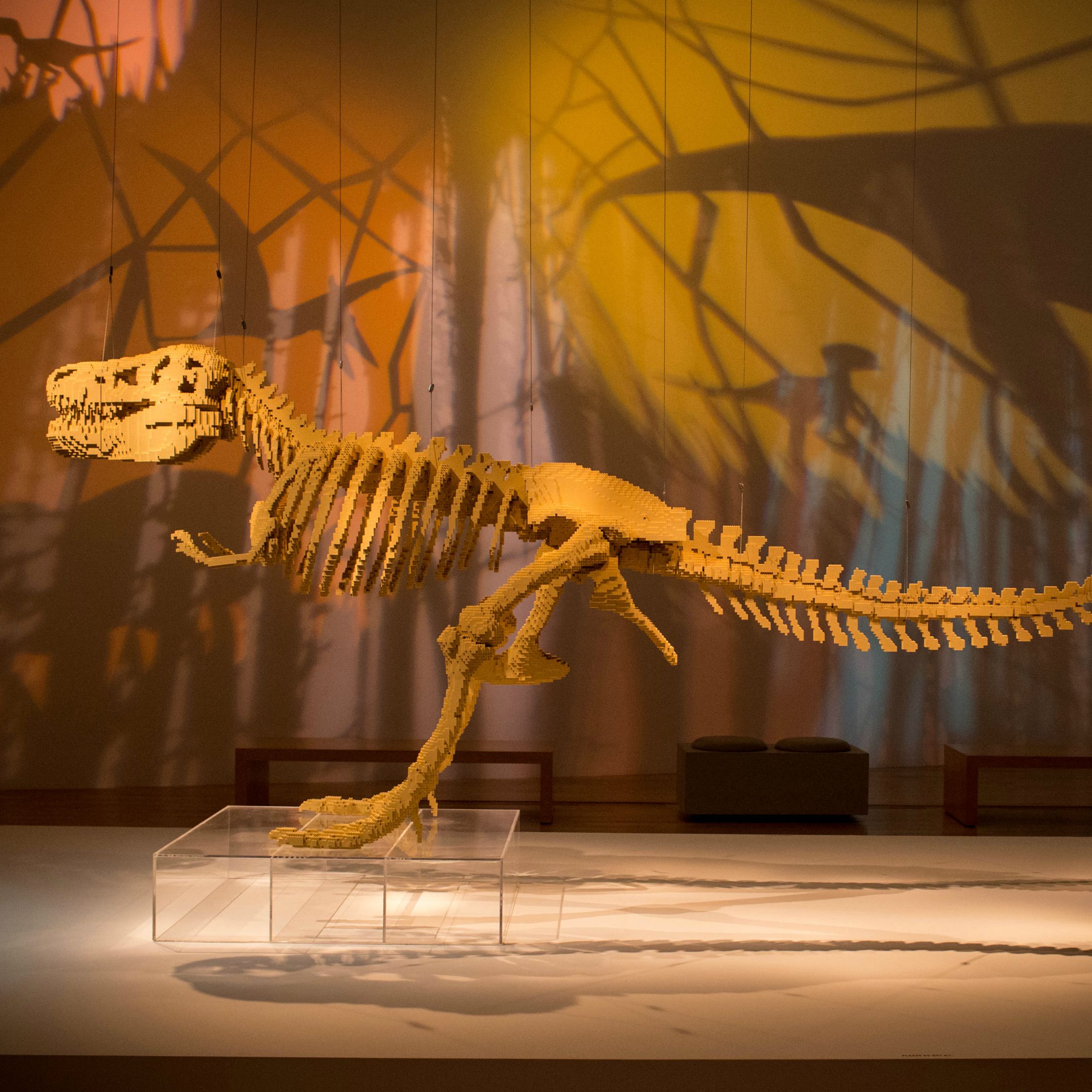 Fossils of 100-million-year-old dinosaur found in Australia2212 x 2212