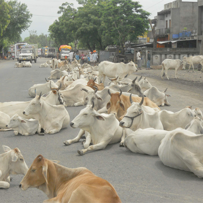 Cow slaughter ban: VHP asks Centre to honour HP high court ... - 400 x 400 jpeg 177kB