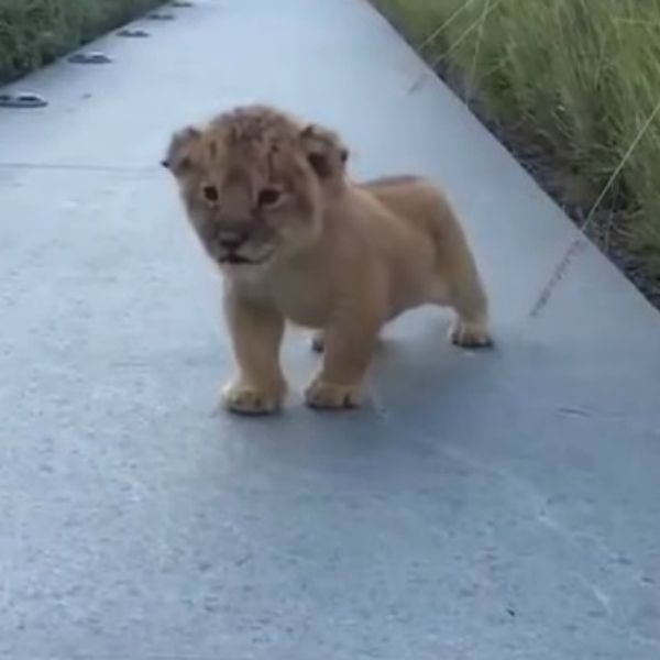 Watch: Little lion cub's attempt at a ferocious roar - 600 x 600 jpeg 98kB