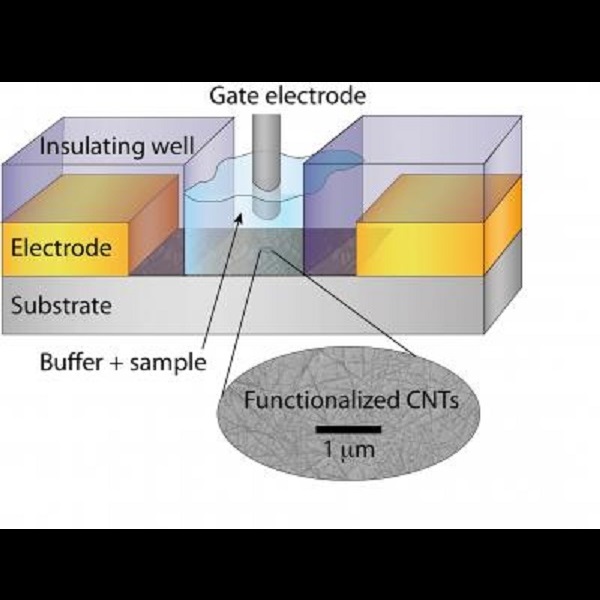 Researchers develop new sensor that can detect estrogen levels in body fluids