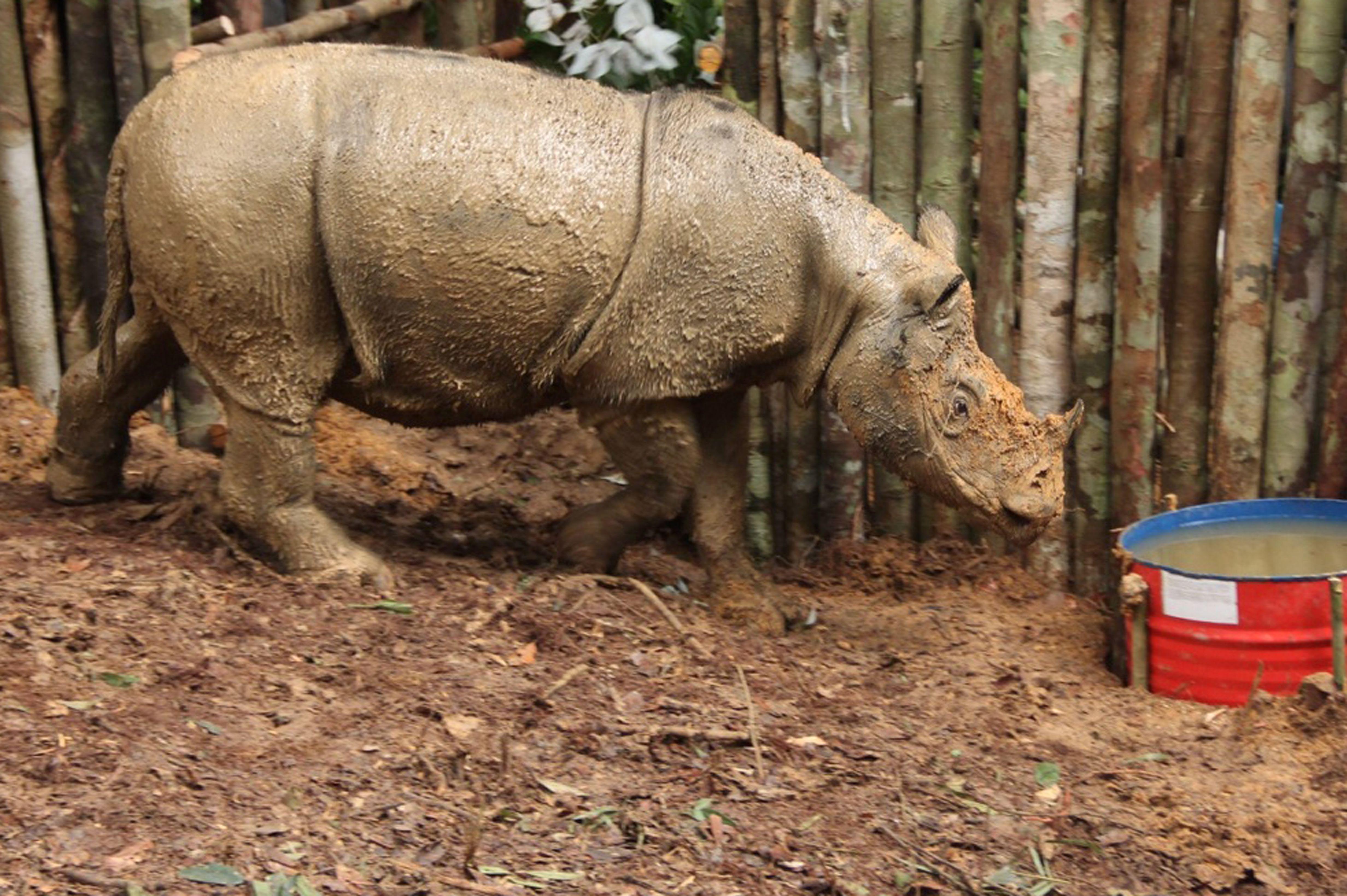 First contact in decades with rare rhino in Indonesia's Borneo