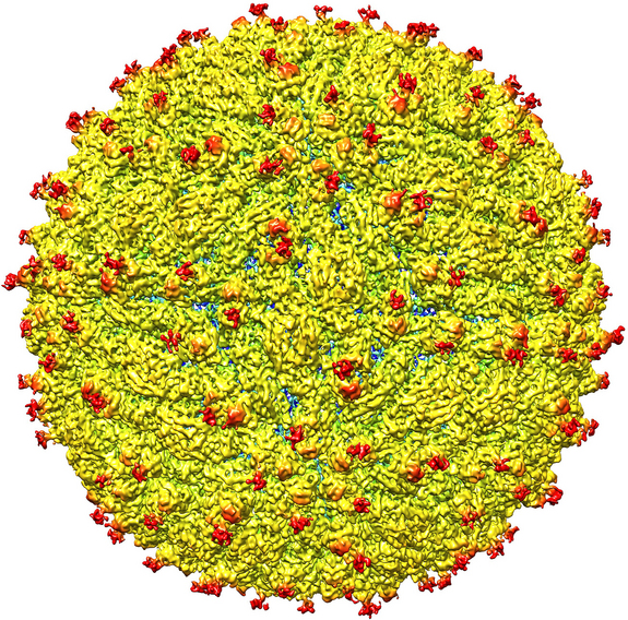 Heres What Zika Virus Really Looks Like 