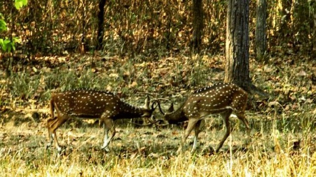 Spotted deer fighting at Kanha