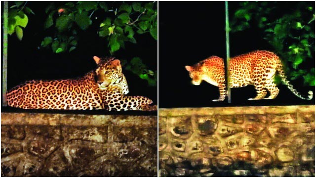 Leopard Can T See Vista