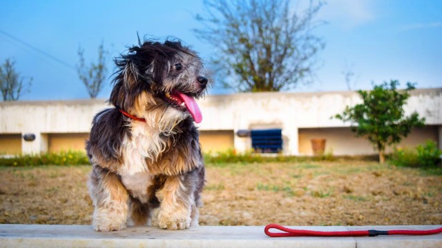 It S A Dog S Life Kolkata Gets First Pet Friendly Cafe The Love Room I would recommend staying in rooms on the first floor as it makes.