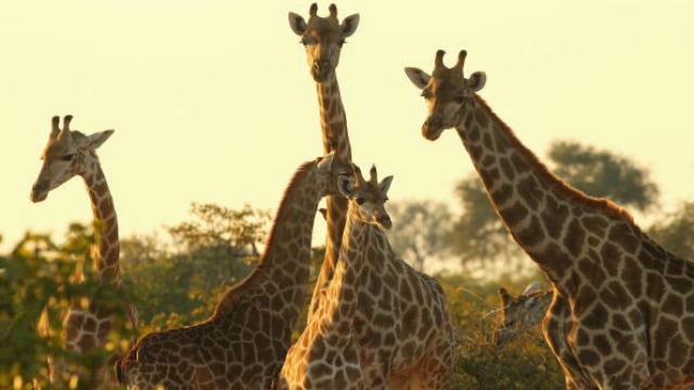 Study reveals four different species of giraffe - 640 x 360 jpeg 50kB