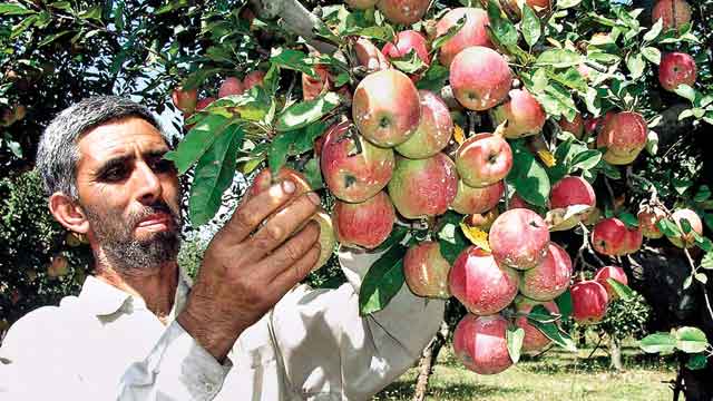 Apples cheaper for city, sour for Kashmir growers - 640 x 360 jpeg 41kB