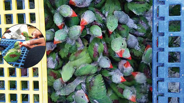 Illegal bird trading net busted in Chennai - Daily News & Analysis
