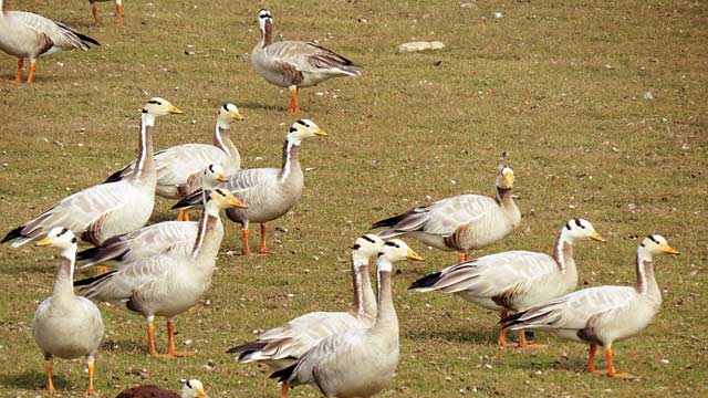 najafgarh lake sees fall in migratory birds after dry najafgarh lake sees fall in migratory birds after dry
