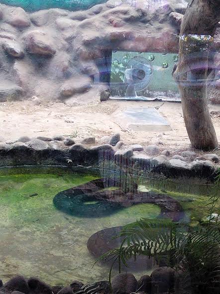 In the midst of Kolkata summer, Alipore zoo a cool haven for animals In the midst of Kolkata summer, Alipore zoo a cool haven for animals