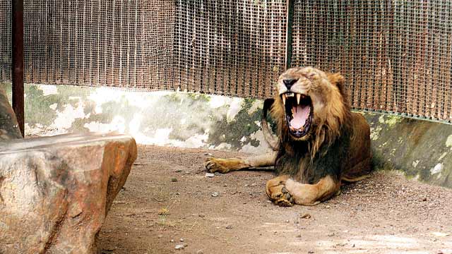 Lion breeding halted at SGNP as Maha, Guj bargain