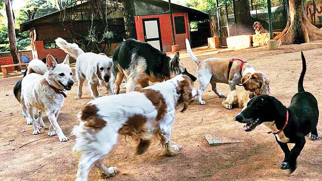 Pawsome: Town's first pet-friendly garden to come up at Cuffe Parade