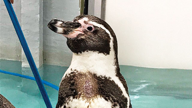 Moulting penguins give zoo officials a headache