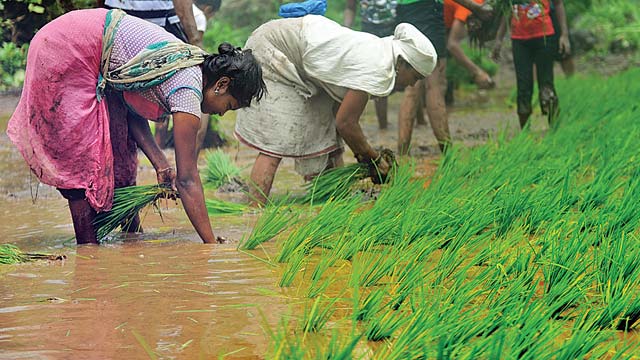 Centre To Celebrate ‘mahila Kisan Diwas’ Tomorrow