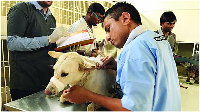 City witnesses 300 cases of animal injuries in 15 days