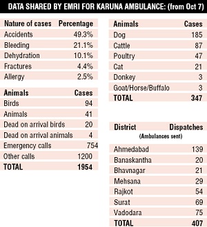 City witnesses 300 cases of animal injuries in 15 days