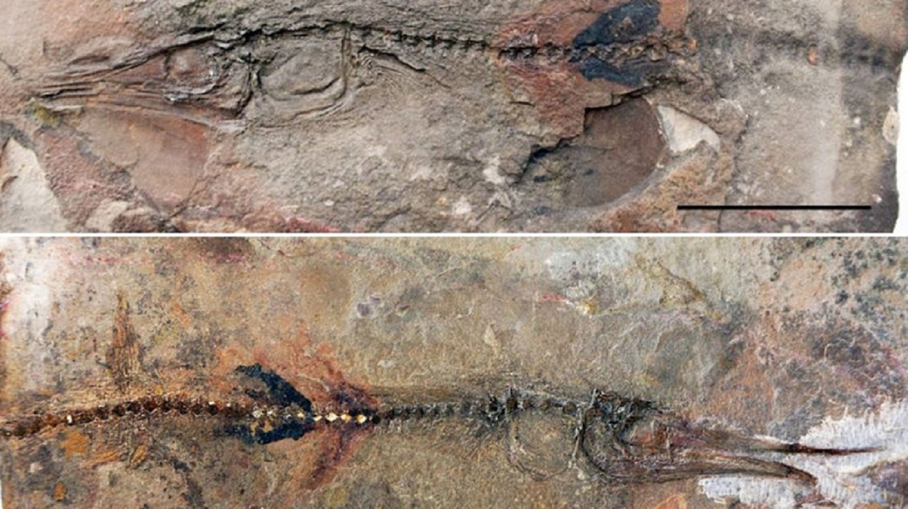 10-year-old boy helps discover 90-million-year-old fish species: Here's how!