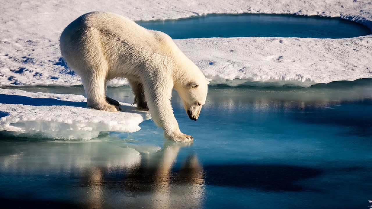Polar bears go hungry as the Arctic ice melts: Study
