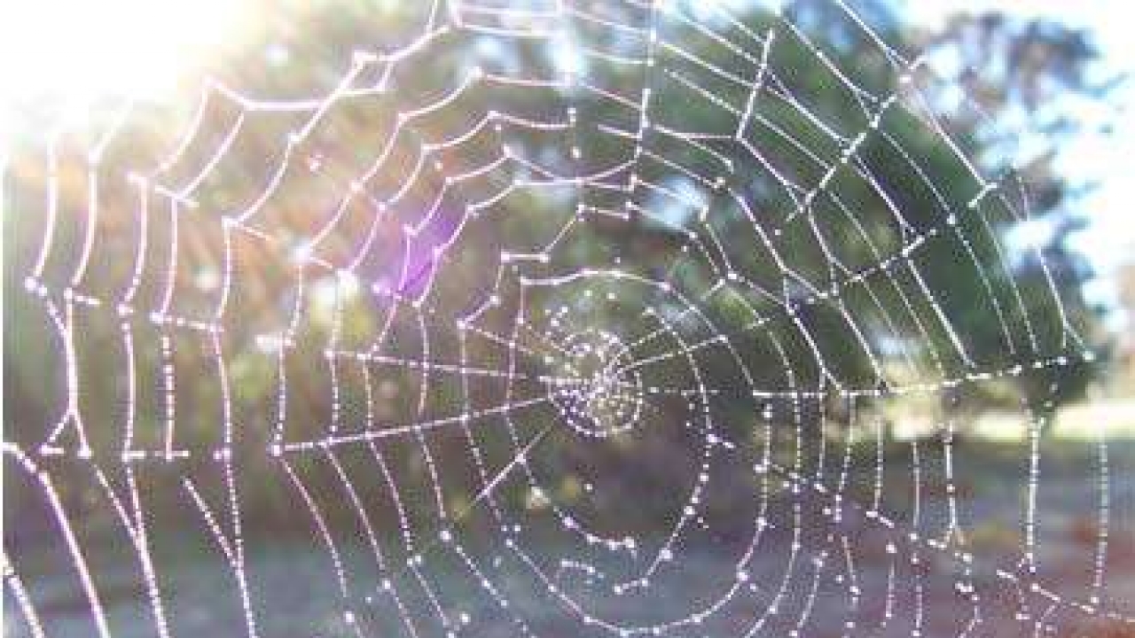 World's biggest, strongest spider webs discovered Latest News
