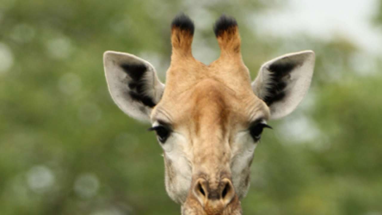 Oklahoma zoo giraffe faces historic, risky surgery as last chance