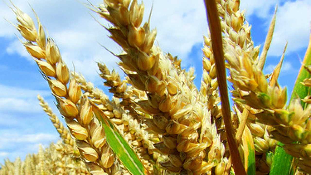 Essay on gm crops