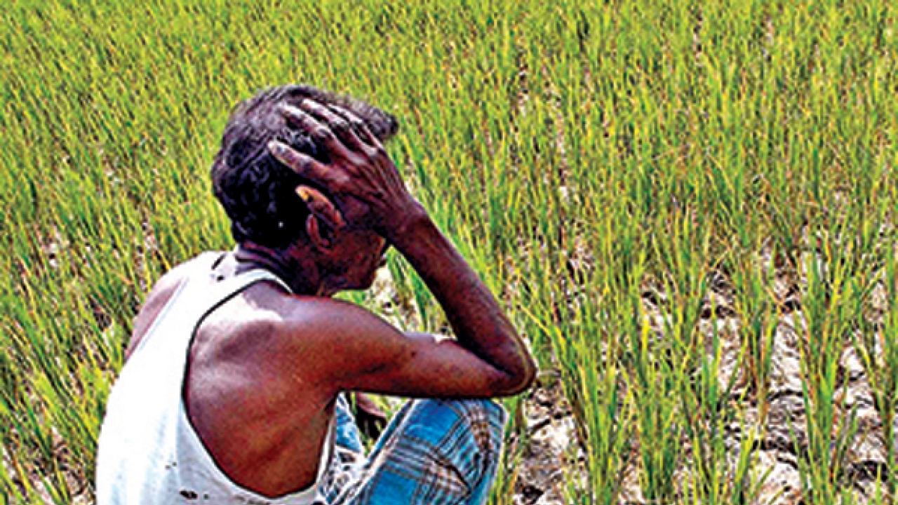 Image result for farmers committing suicide