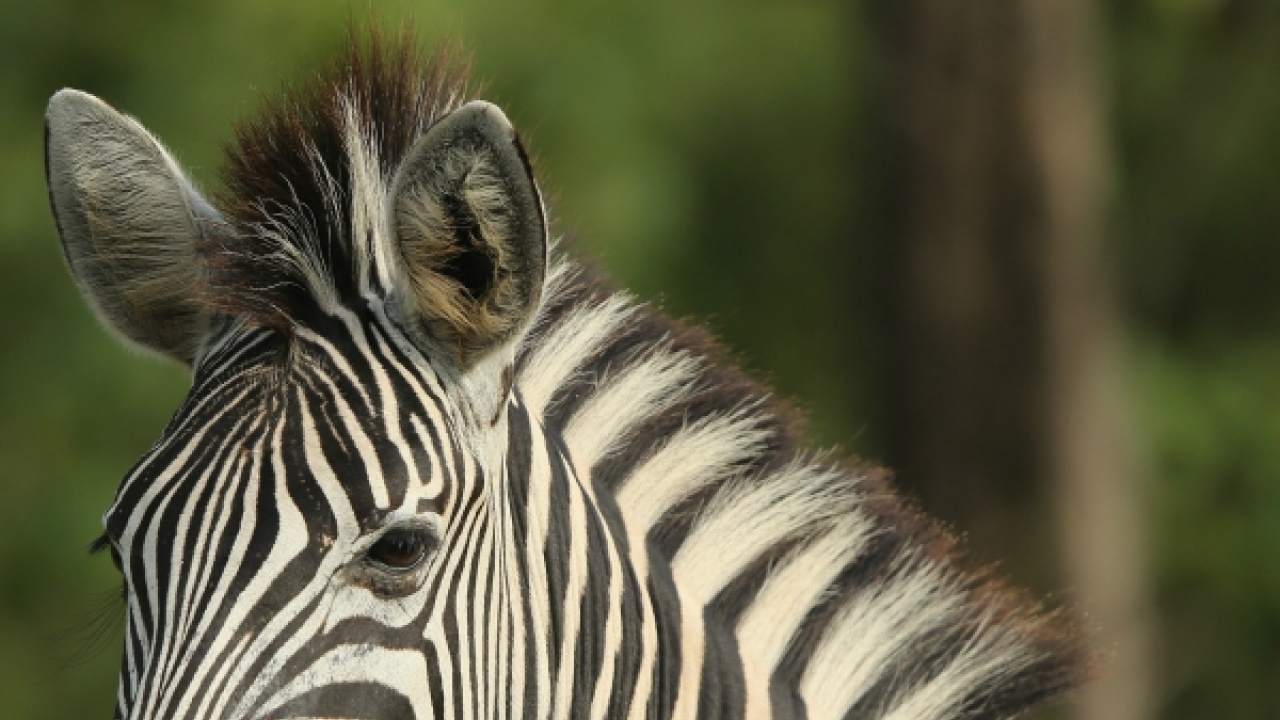 Stripes don't save zebras from predators New Study Latest News