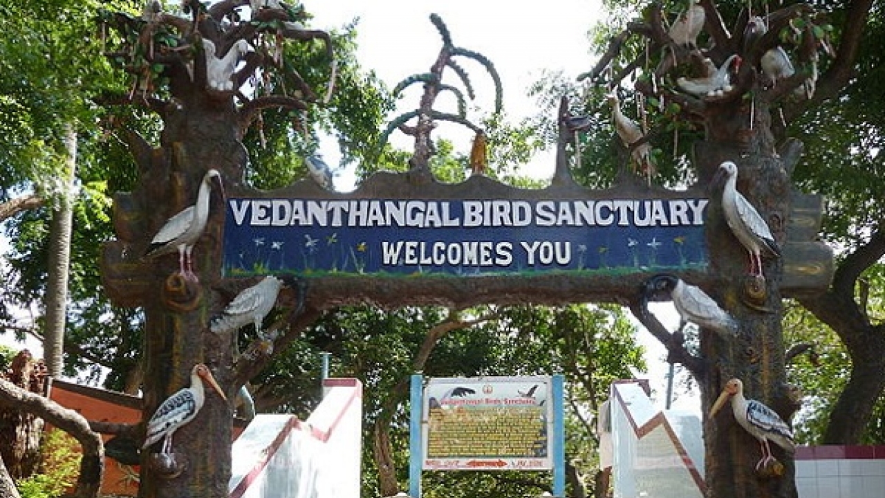 Image result for Vedanthangal Bird Sanctuary, Tamil Nadu