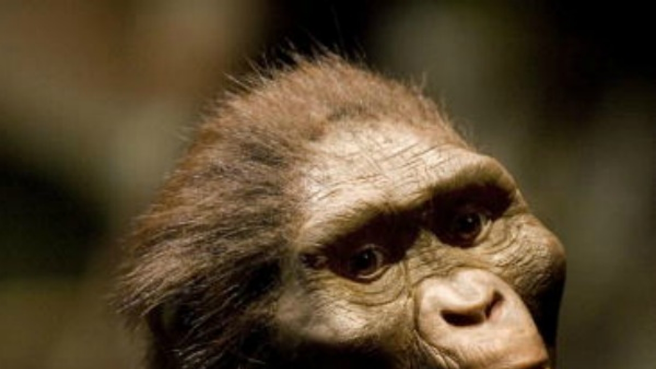 Six things you must know about Lucy, the oldest discovered hominid