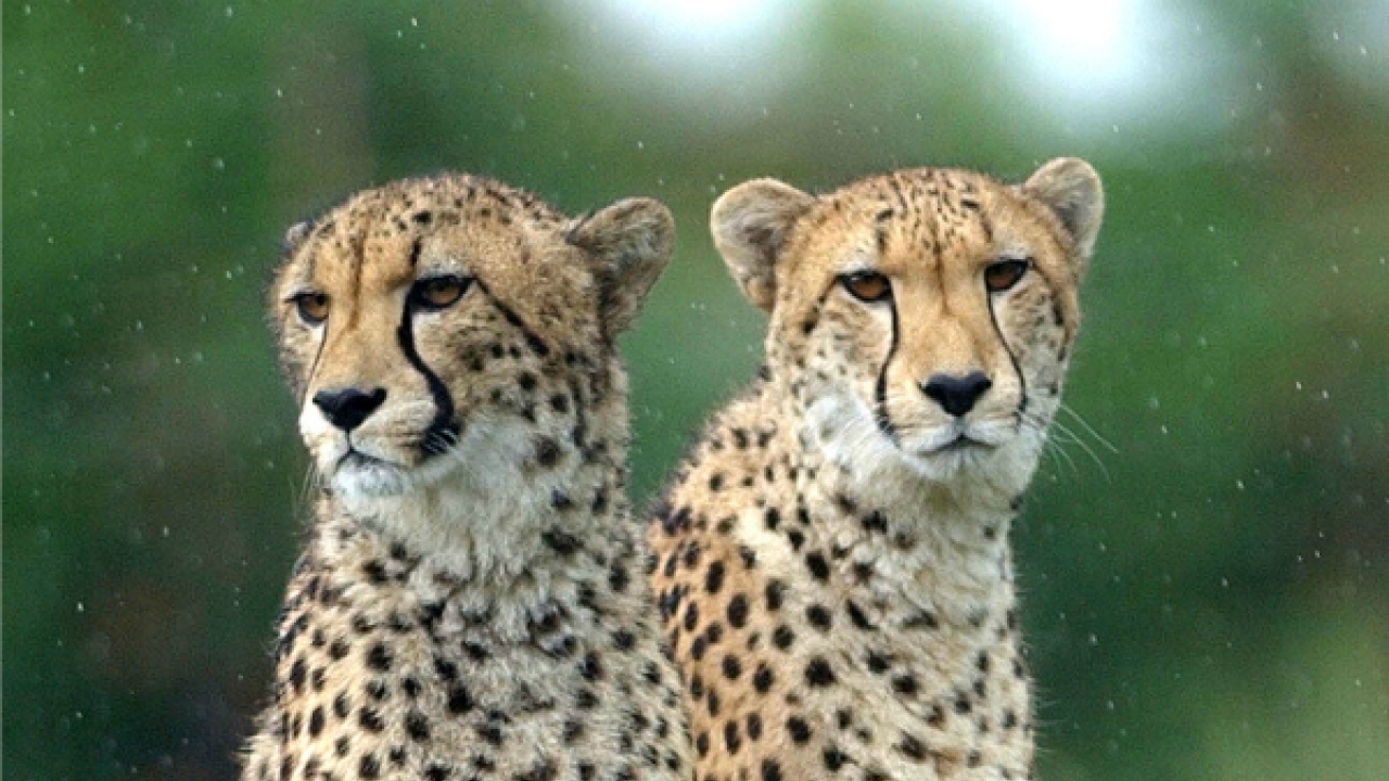 Cheetahs migrated from North America to Africa 100,000 ... - 1280 x 720 jpeg 579kB